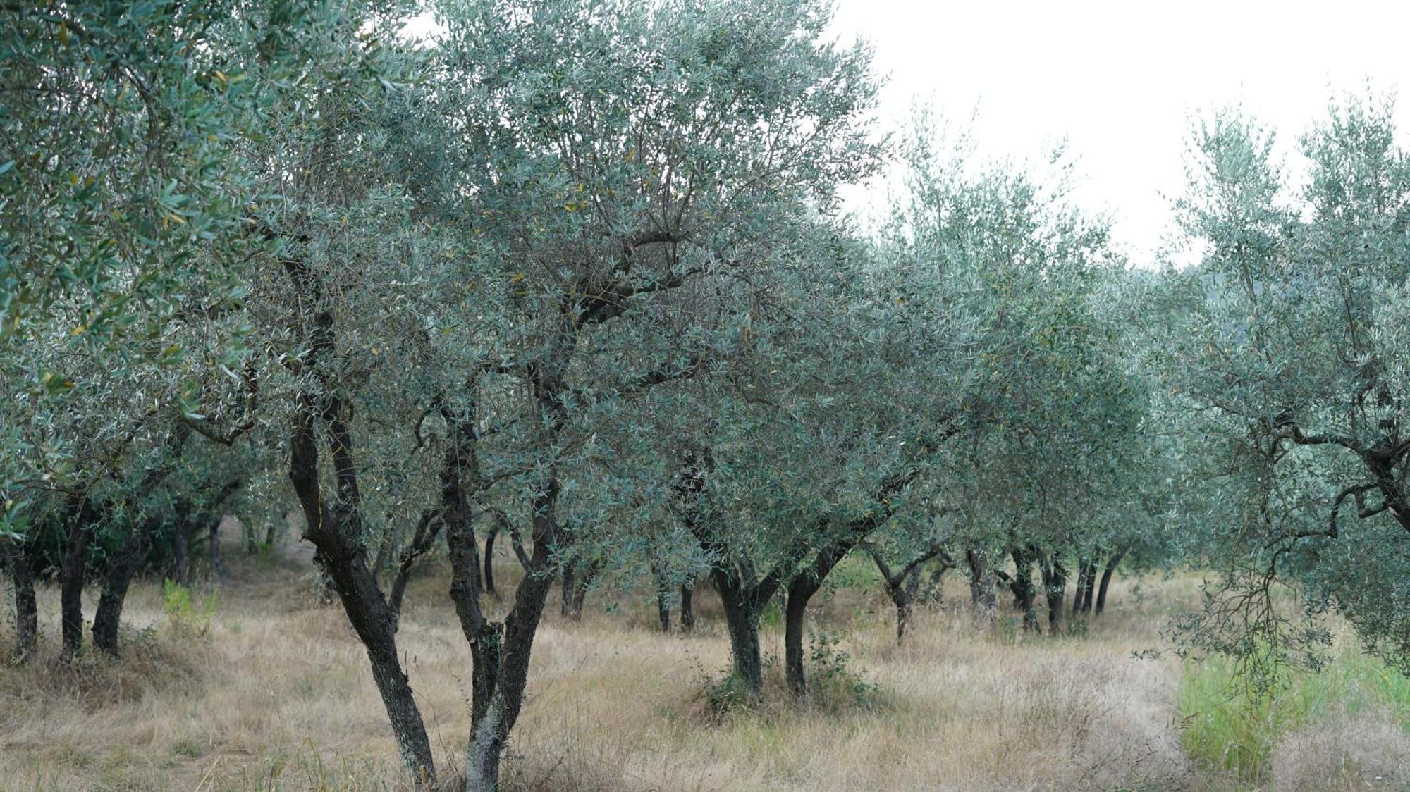 Villa Salviati Πράτο Εξωτερικό φωτογραφία